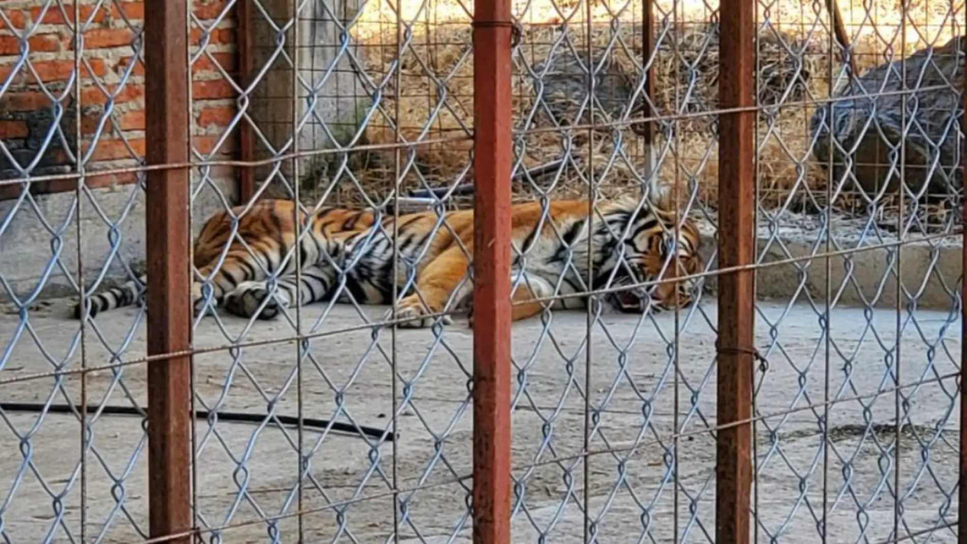 Decomiso Jalisco animales 